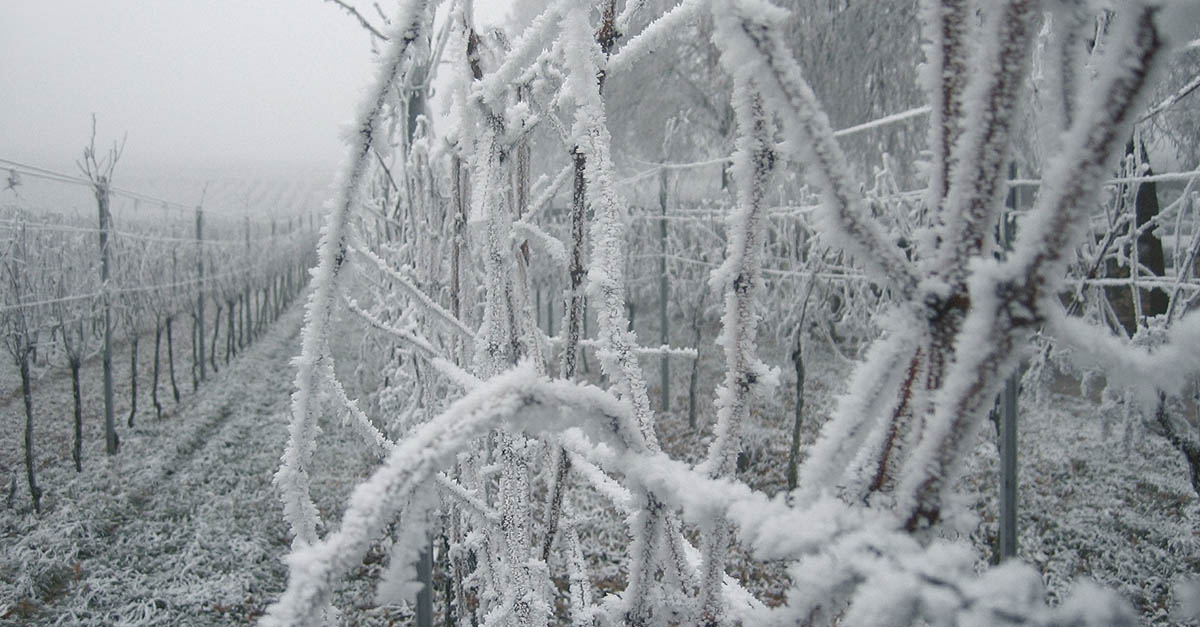 Frost Weinberg